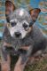 Australian Cattle Dog Puppies for sale in Vinita, OK 74301, USA. price: $700