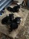 Australian Cattle Dog Puppies for sale in Oxnard, CA, USA. price: NA