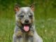 Australian Cattle Dog Puppies for sale in Morehead, KY 40351, USA. price: $300