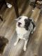 Australian Cattle Dog Puppies for sale in Greeley, CO, USA. price: NA