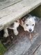 Australian Cattle Dog Puppies for sale in Elizabeth City, NC 27909, USA. price: NA