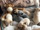 Australian Cattle Dog Puppies for sale in Guymon, OK 73942, USA. price: $400