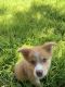 Australian Cattle Dog Puppies for sale in Colorado Springs, CO 80904, USA. price: NA