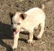 Australian Cattle Dog Puppies for sale in Wills Point, TX 75169, USA. price: $200