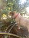 Australian Cattle Dog Puppies for sale in Gilbert, AZ, USA. price: NA
