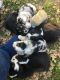 Australian Cattle Dog Puppies for sale in Hubbard, TX 76648, USA. price: NA