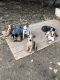 Australian Cattle Dog Puppies for sale in Copperas Cove, TX, USA. price: NA