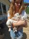 Australian Cattle Dog Puppies for sale in Cottonwood, CA 96022, USA. price: NA