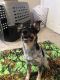 Australian Cattle Dog Puppies for sale in Clovis, CA, USA. price: NA