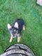 Australian Cattle Dog Puppies for sale in Westland, MI, USA. price: $1,100