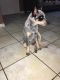 Australian Cattle Dog Puppies for sale in Killeen, TX, USA. price: NA