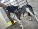 Australian Cattle Dog Puppies for sale in Tulsa, OK, USA. price: $35