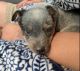 Australian Cattle Dog Puppies for sale in Anaheim, CA, USA. price: NA