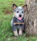 Australian Cattle Dog Puppies for sale in New York, NY 10013, USA. price: $500