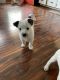 Australian Cattle Dog Puppies for sale in Tacoma, WA, USA. price: $800