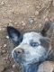 Australian Cattle Dog Puppies for sale in Globe, AZ, USA. price: $400