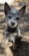 Australian Cattle Dog Puppies for sale in 907 W Franklin Ave, Ridgecrest, CA 93555, USA. price: NA