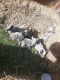 Australian Cattle Dog Puppies for sale in Williamsfield, OH 44093, USA. price: NA