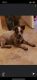 Australian Cattle Dog Puppies for sale in Carbondale, IL, USA. price: $200