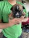 Australian Cattle Dog Puppies for sale in Woodburn, OR 97071, USA. price: $300