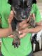 Australian Cattle Dog Puppies for sale in Woodburn, OR 97071, USA. price: $300