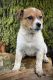 Australian Cattle Dog Puppies for sale in Moberly, MO, USA. price: NA