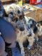 Australian Cattle Dog Puppies for sale in Burns, OR 97720, USA. price: $150
