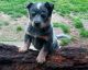 Australian Cattle Dog Puppies for sale in Pleasant View, TN, USA. price: NA