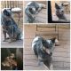Australian Cattle Dog Puppies for sale in Glendale, CA 91202, USA. price: $500