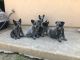 Australian Cattle Dog Puppies for sale in Earlimart, CA 93219, USA. price: NA