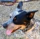 Australian Cattle Dog Puppies for sale in 1582 Pruner Rd, Riddle, OR 97469, USA. price: $700
