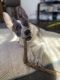 Australian Cattle Dog Puppies for sale in Cedarhurst, NY, USA. price: $1,000