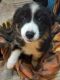 Australian Collie Puppies for sale in Coos Bay, OR, USA. price: $300