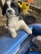 Australian Collie Puppies for sale in Speedwell, TN 37870, USA. price: $125