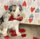 Australian Collie Puppies for sale in New Concord, OH 43762, USA. price: $850