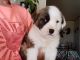 Australian Collie Puppies for sale in PUERTA D LUNA, NM 88435, USA. price: $250