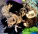 Australian Collie Puppies for sale in Richland, MI 49083, USA. price: $700