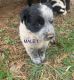 Australian Collie Puppies for sale in 1094 Dalrymple Cir, Ellijay, GA 30540, USA. price: $200