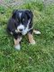 Australian Collie Puppies for sale in John Day, OR 97845, USA. price: $200