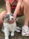 Australian Collie Puppies for sale in Gatesville, TX, USA. price: NA
