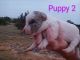 Australian Collie Puppies for sale in PUERTA D LUNA, NM 88435, USA. price: $25,000