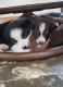 Australian Collie Puppies for sale in Okanogan, WA 98840, USA. price: NA