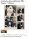 Australian Collie Puppies for sale in Wapato, WA 98951, USA. price: NA