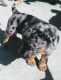 Australian Collie Puppies for sale in San Bernardino, CA, USA. price: $1,500