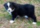 Australian Collie Puppies for sale in Daly City, CA, USA. price: $220