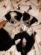 Australian Collie Puppies for sale in Paso Robles, CA 93446, USA. price: $350