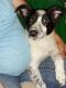 Australian Collie Puppies for sale in Paso Robles, CA 93446, USA. price: $300