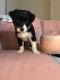 Australian Collie Puppies for sale in Woodland Hills, Los Angeles, CA, USA. price: $700