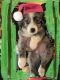 Australian Collie Puppies for sale in Elkhart County, IN, USA. price: NA