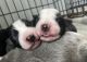 Australian Collie Puppies for sale in Chatham, IL, USA. price: NA